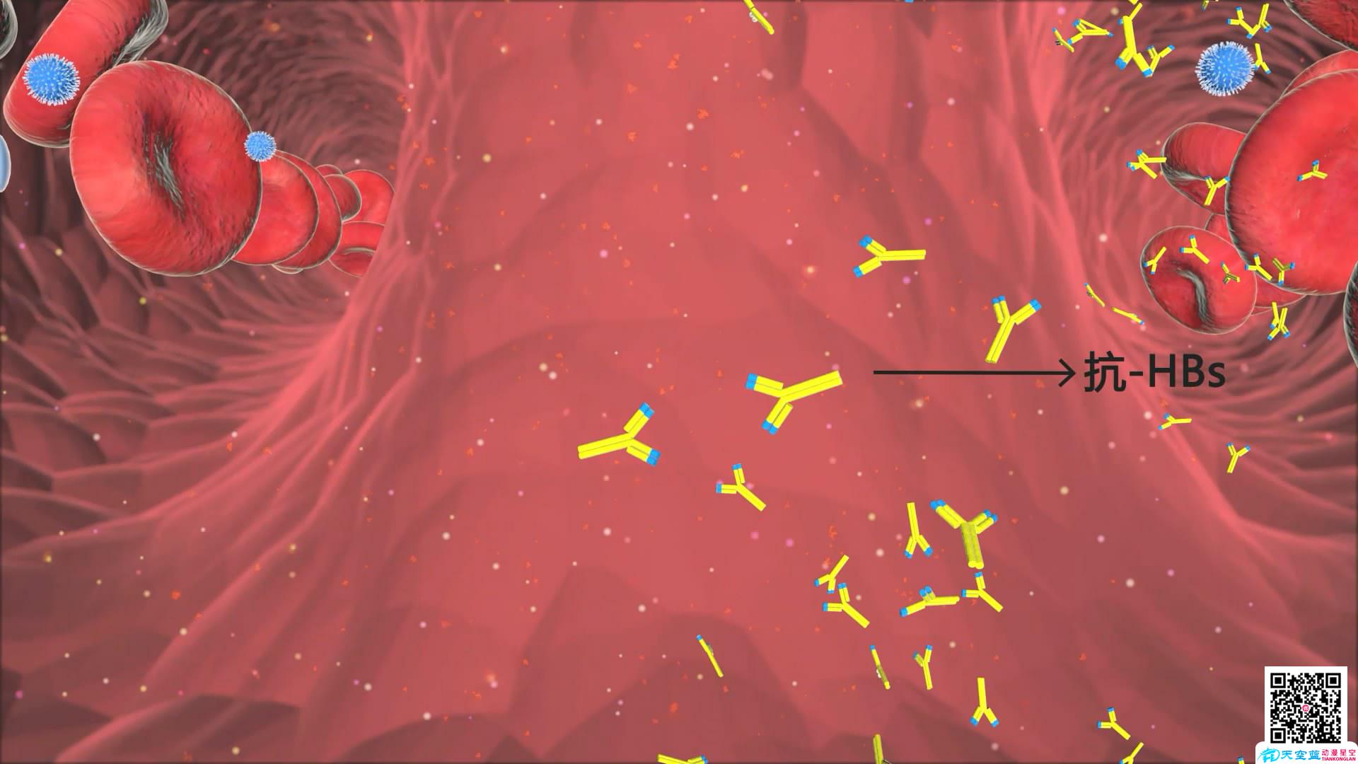 医学动画血管