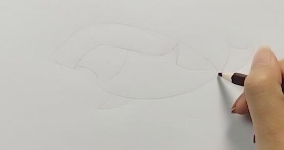 1、先用铅笔勾画出鲨鱼的形状。画出鲨鱼的头部和身体。留出嘴巴位置。.jpg