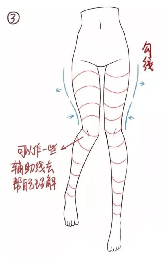 腿部教程（女性）大腿结构画法教程3.jpg