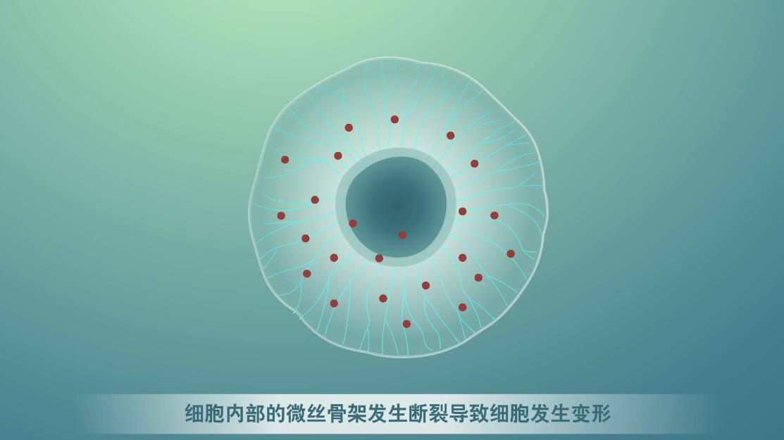 Flash动画制作《细胞囊泡生物治疗》医学动漫宣传片囊细胞.jpg