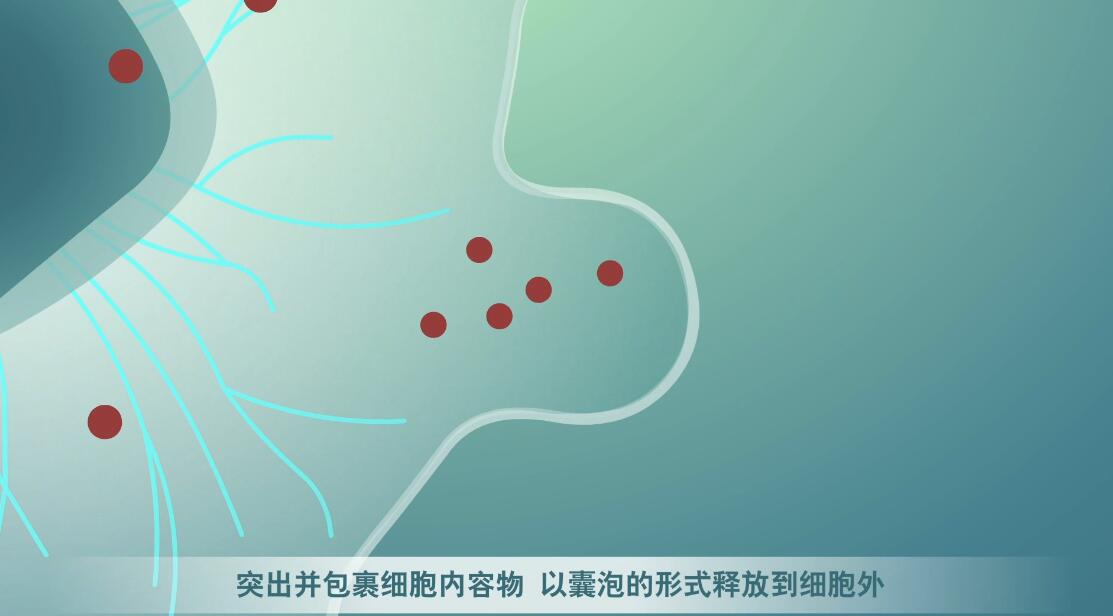 Flash动画制作《细胞囊泡生物治疗》医学动漫宣传片囊细胞分裂.jpg