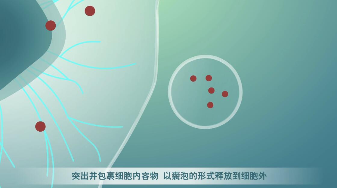 Flash动画制作《细胞囊泡生物治疗》医学动漫宣传片细胞分裂.jpg