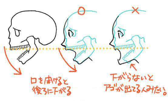 骼的轮廓线画出脸部的轮廓线并相应地画出嘴巴.jpg