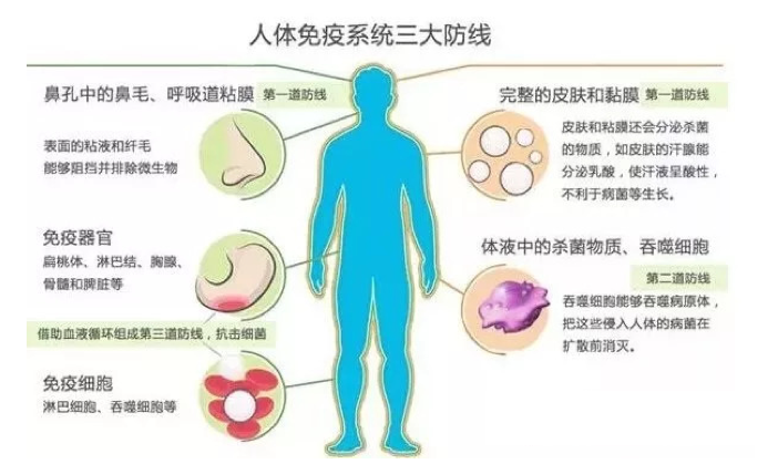 吃什么可以提高免疫力？