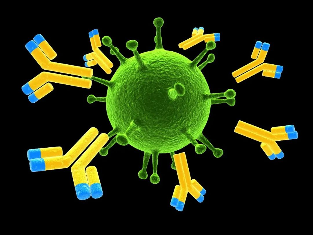 治疗新冠病毒感染肺炎什么是单克隆抗体？它是怎样起作用的？
