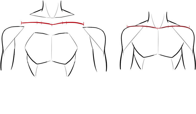 胸大肌中央的胸骨是将身体分为左右两边的中心线.jpg