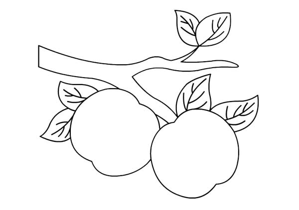 树枝上的桃子简笔画彩色画法