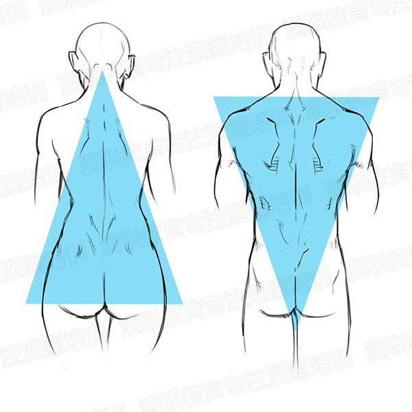 「教程」如何正确掌握人体结构 part 01 男女背部的区别画法