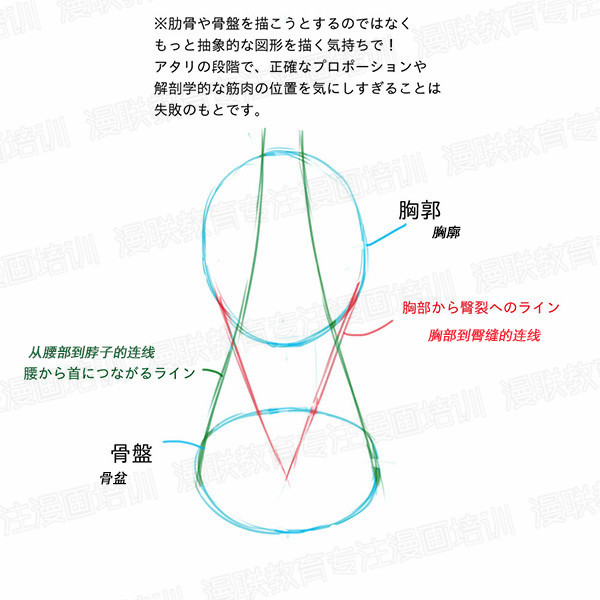 「教程」如何正确掌握人体结构 part 01 男女背部的区别画法