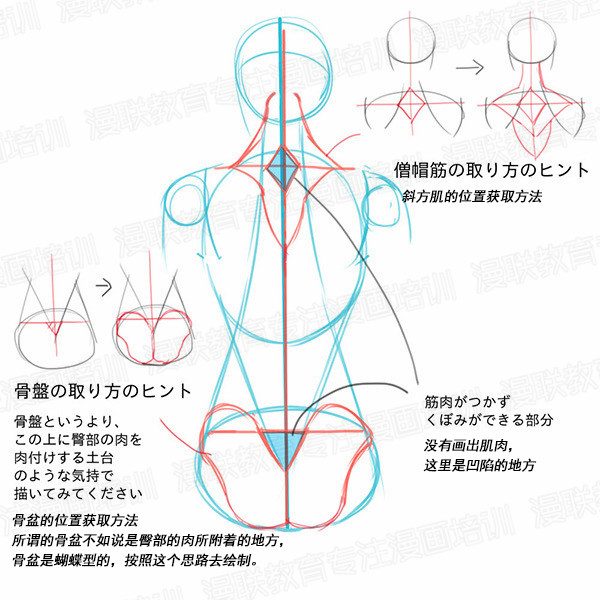 「教程」如何正确掌握人体结构 part 01 男女背部的区别画法
