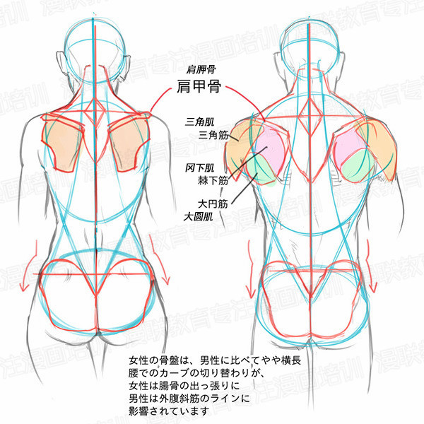 「教程」如何正确掌握人体结构 part 01 男女背部的区别画法