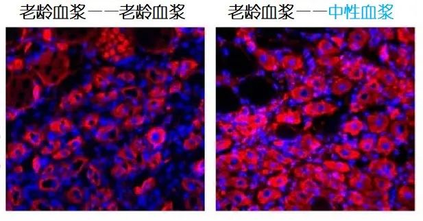 重返年轻不用大换血，只要给血液“兑点水”？