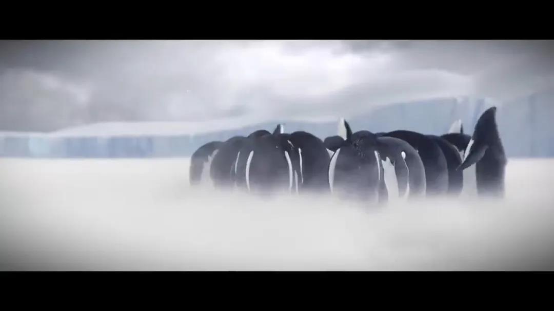 遇见动画片：这不是企鹅第一次走过辣椒的套路.jpg