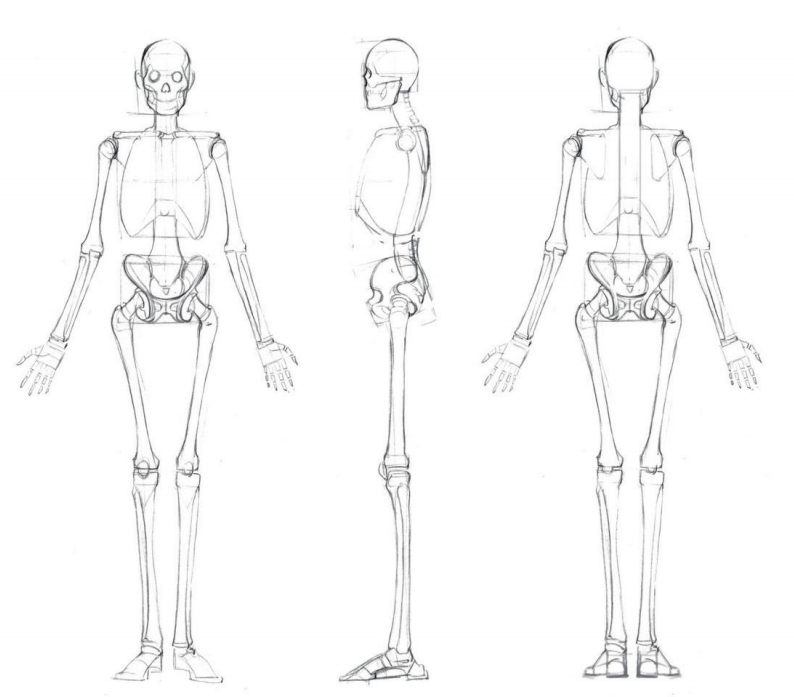 「动漫设计」人体绘画基础 part 01 认识骨骼（2）