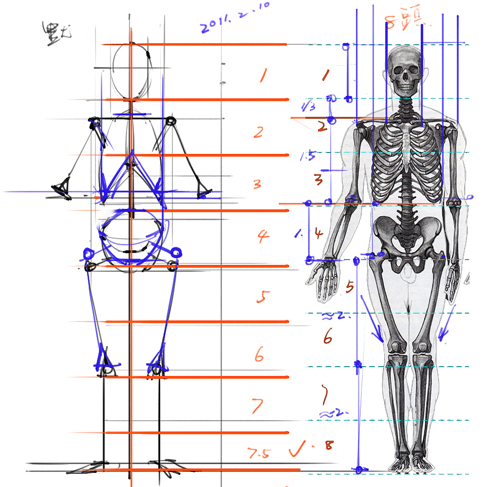 「动漫设计」分享一波绘画专用人体解剖素材 part 01