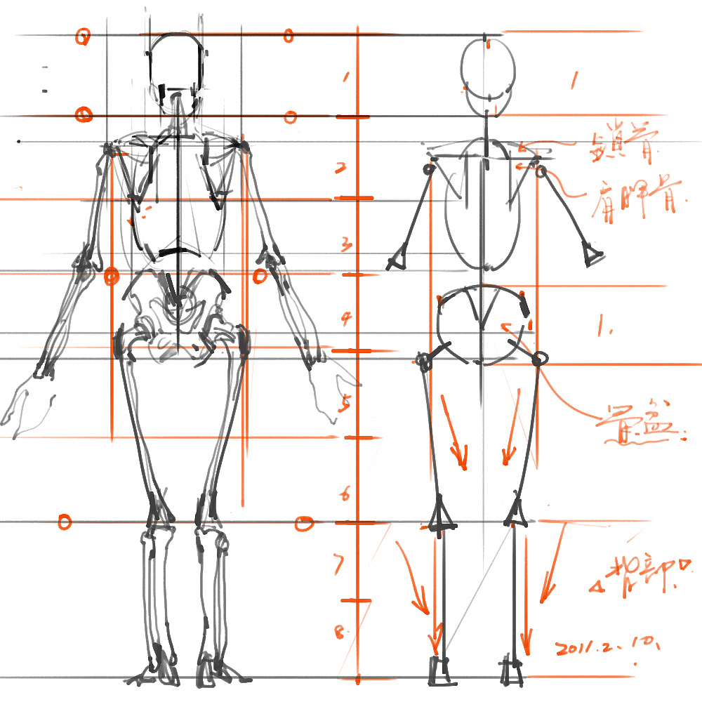 「动漫设计」分享一波绘画专用人体解剖素材 part 01