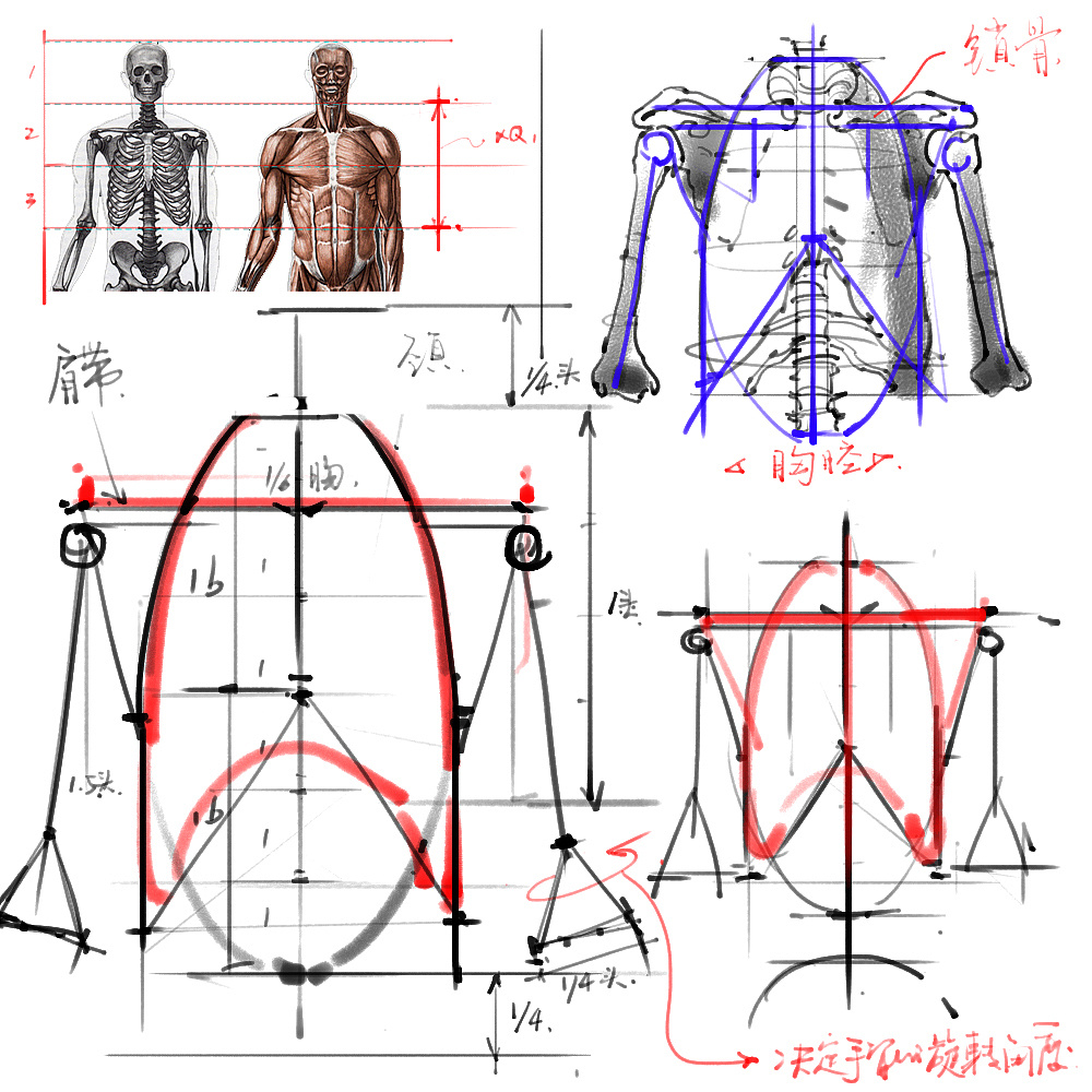 「动漫设计」分享一波绘画专用人体解剖素材 part 01