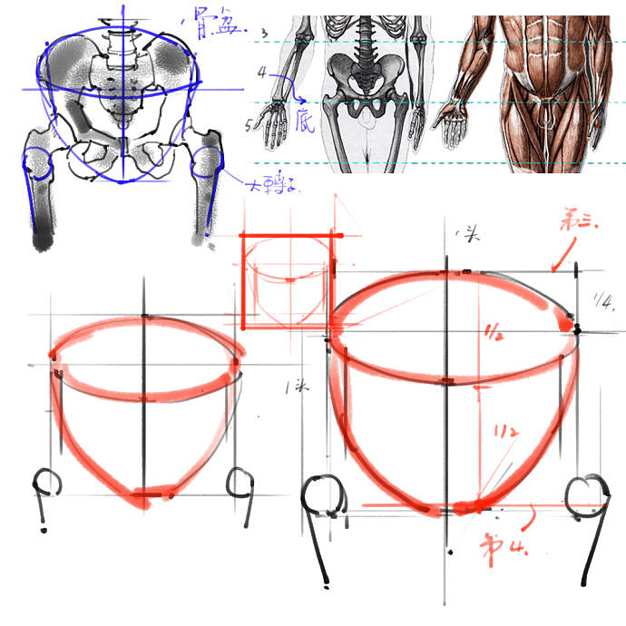 「动漫设计」分享一波绘画专用人体解剖素材 part 01