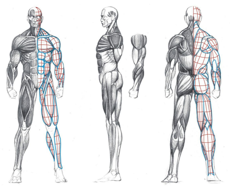 「动漫设计」人体绘画基础 part 02 认识肌肉（1）