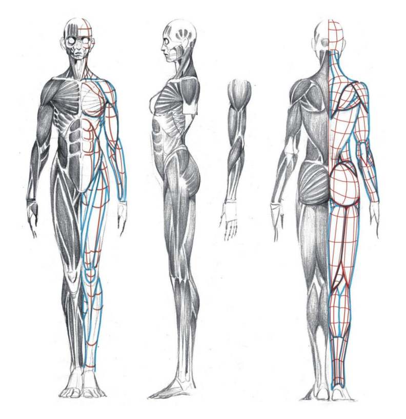 「动漫设计」人体绘画基础 part 02 认识肌肉（1）