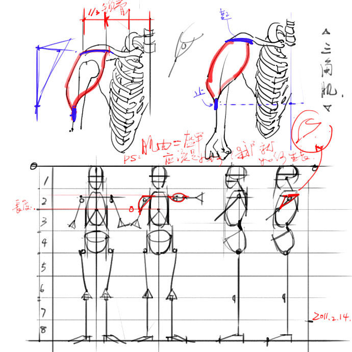 「动漫设计」分享一波绘画专用人体解剖素材 part 02