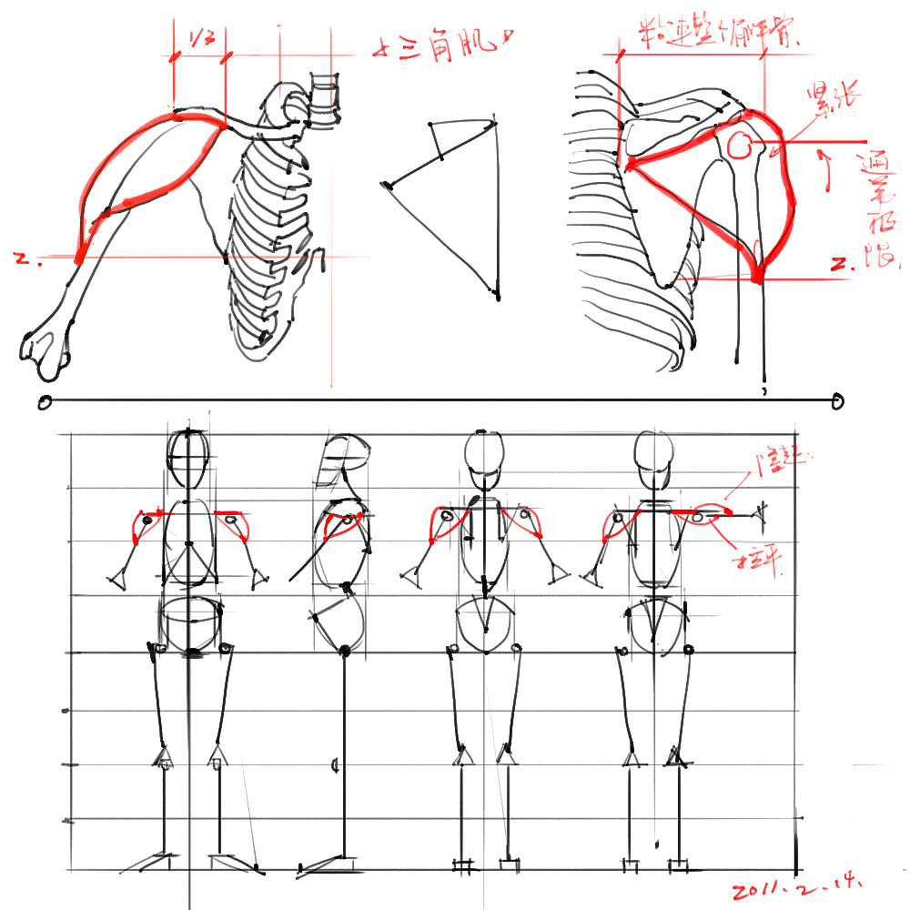 「动漫设计」分享一波绘画专用人体解剖素材 part 02