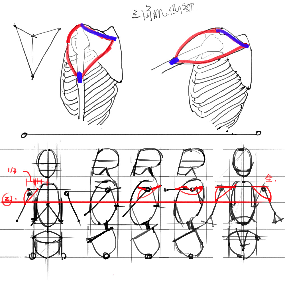 「动漫设计」分享一波绘画专用人体解剖素材 part 02