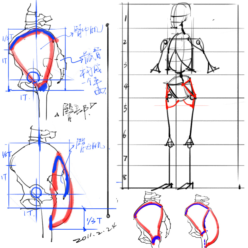 「动漫设计」分享一波绘画专用人体解剖素材 part 02