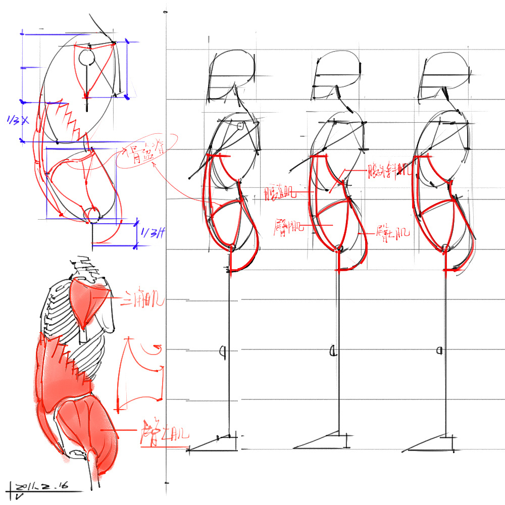 「动漫设计」分享一波绘画专用人体解剖素材 part 03