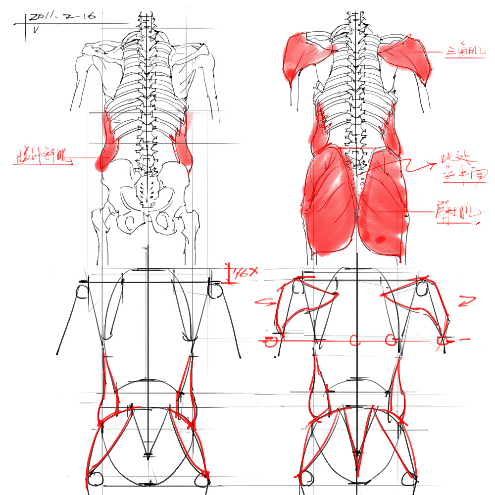 「动漫设计」分享一波绘画专用人体解剖素材 part 03