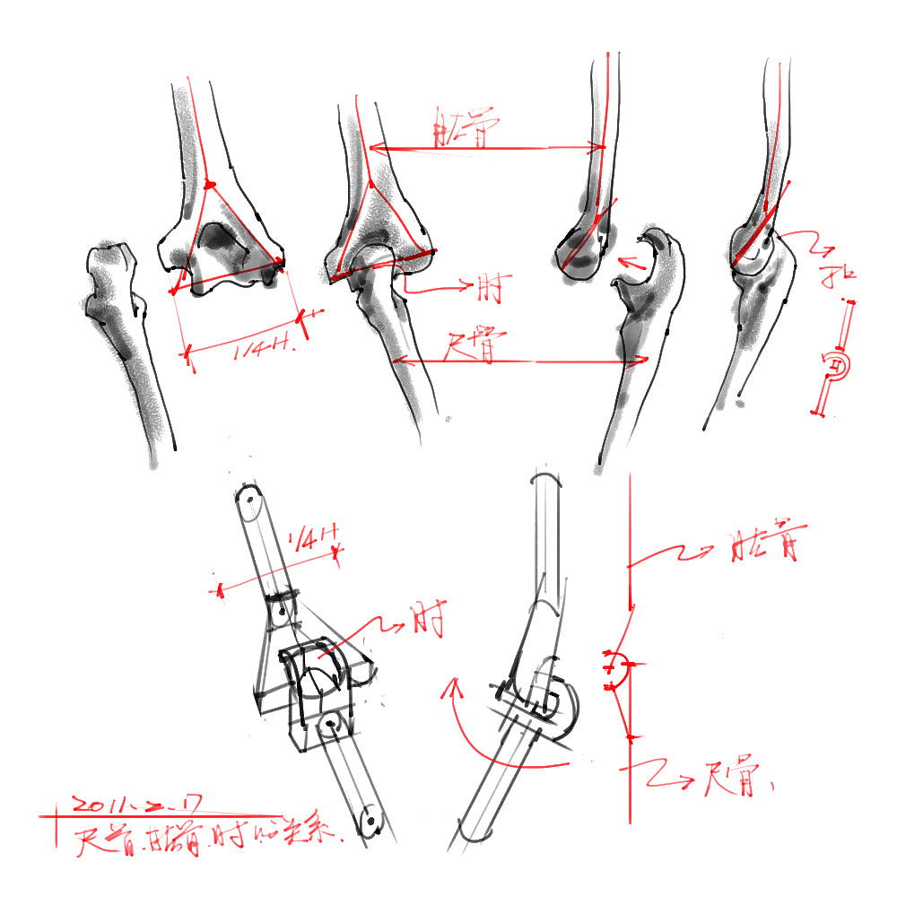 「动漫设计」分享一波绘画专用人体解剖素材 part 03