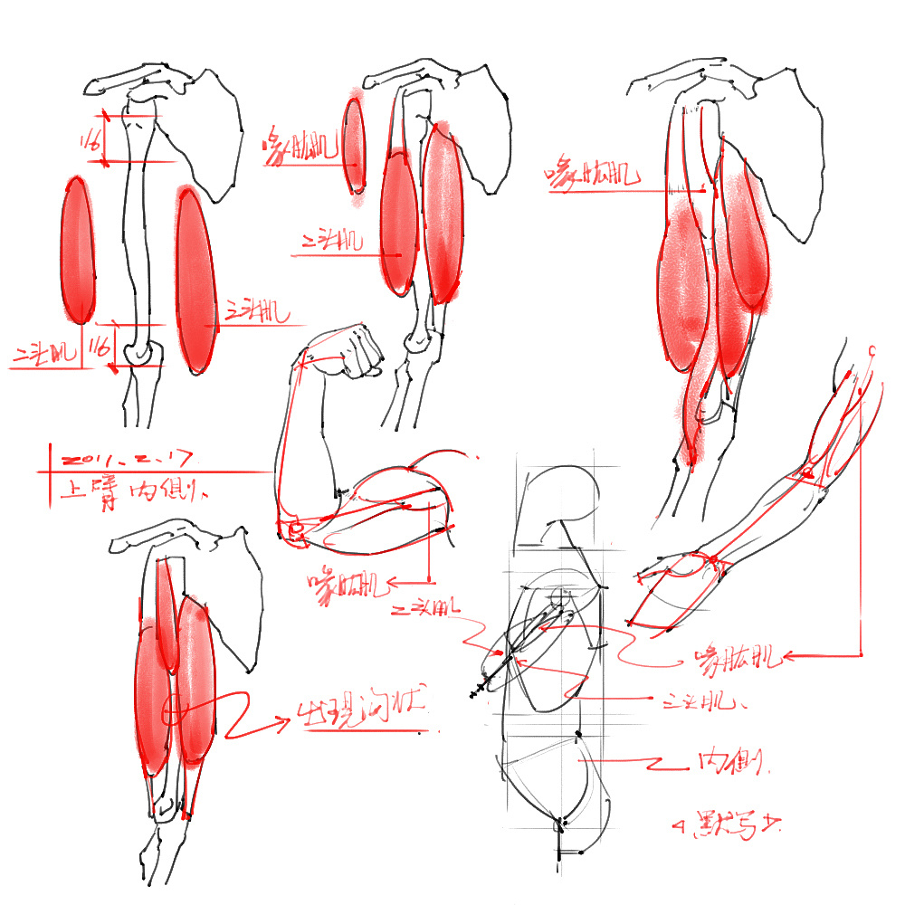 「动漫设计」分享一波绘画专用人体解剖素材 part 03