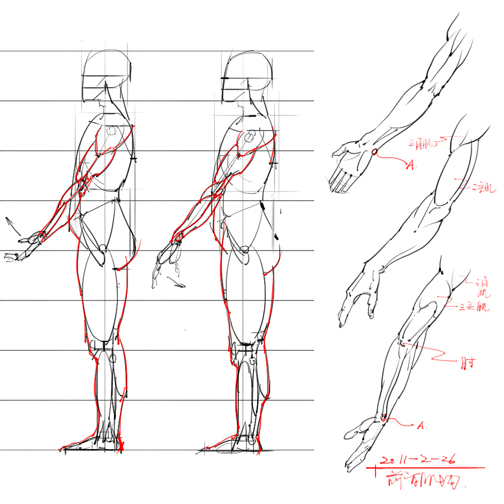 「动漫设计」分享一波绘画专用人体解剖素材 part 06