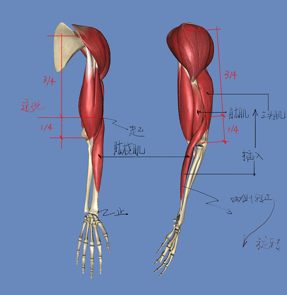 「动漫设计」分享一波绘画专用人体解剖素材 part 07