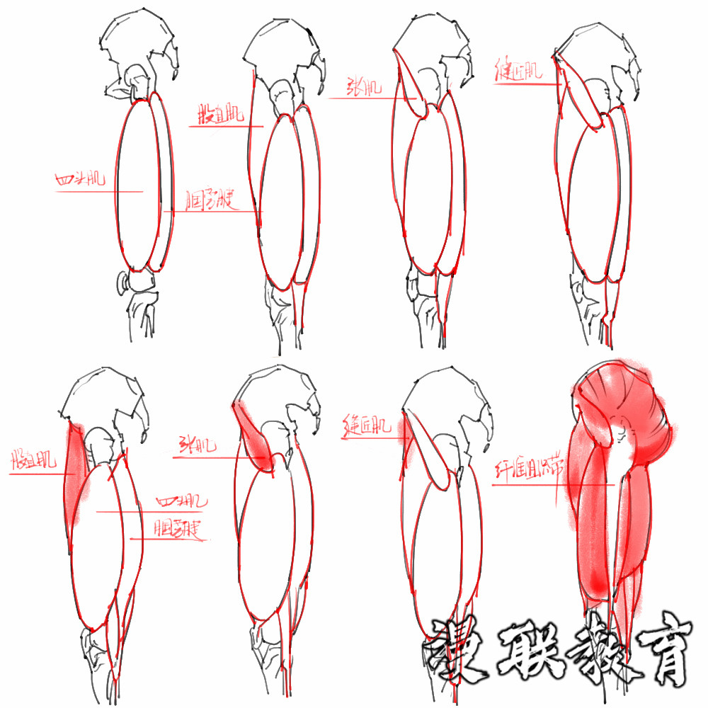 「动漫设计素材」分享一波绘画专用人体解剖素材 part 08