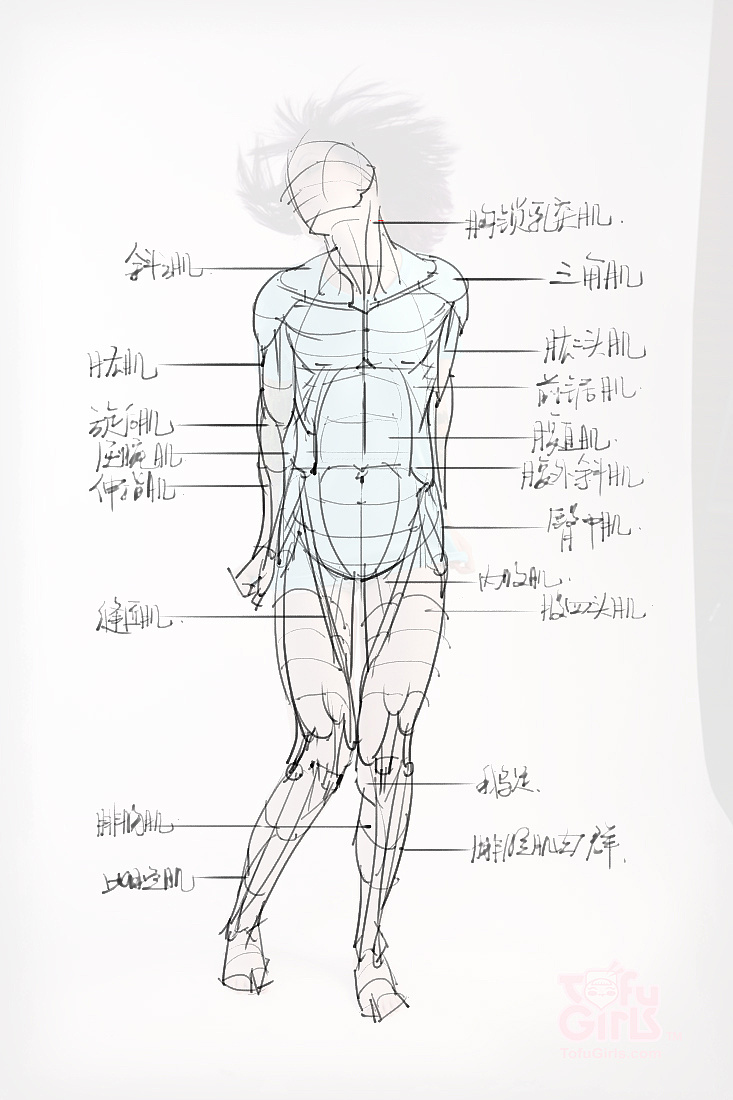 「动漫设计素材」分享一波绘画专用人体解剖素材 part 09