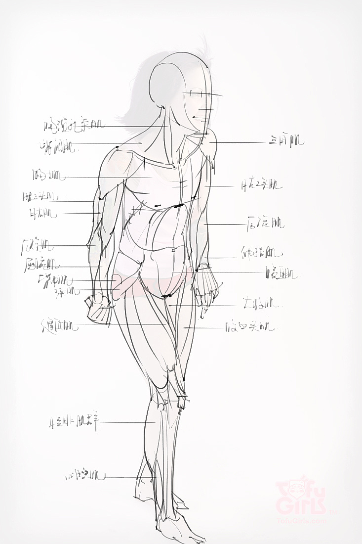 「动漫设计素材」分享一波绘画专用人体解剖素材 part 09