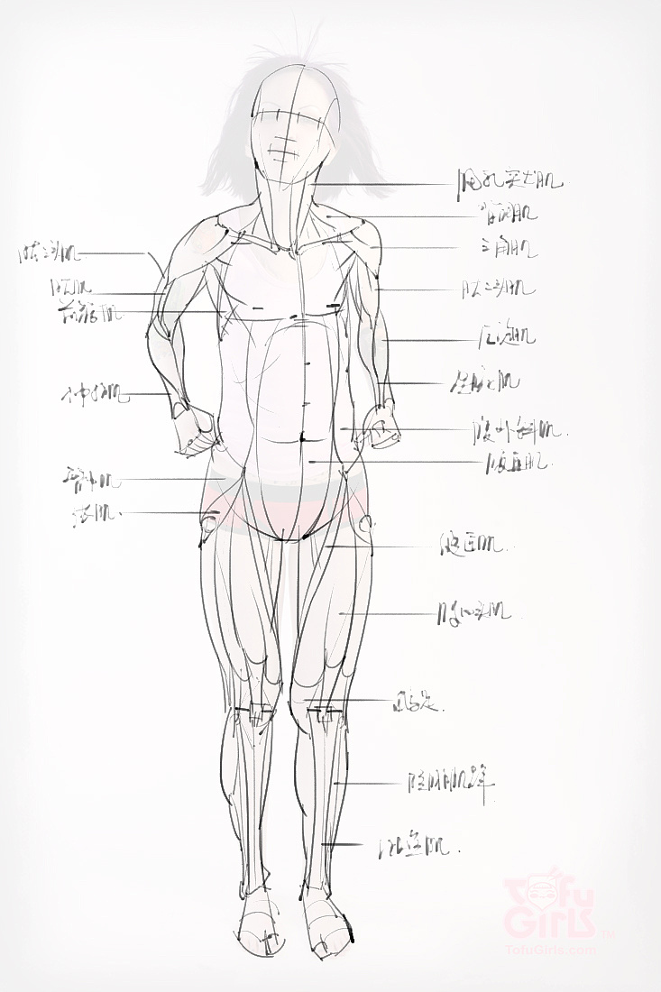 「动漫设计素材」分享一波绘画专用人体解剖素材 part 09