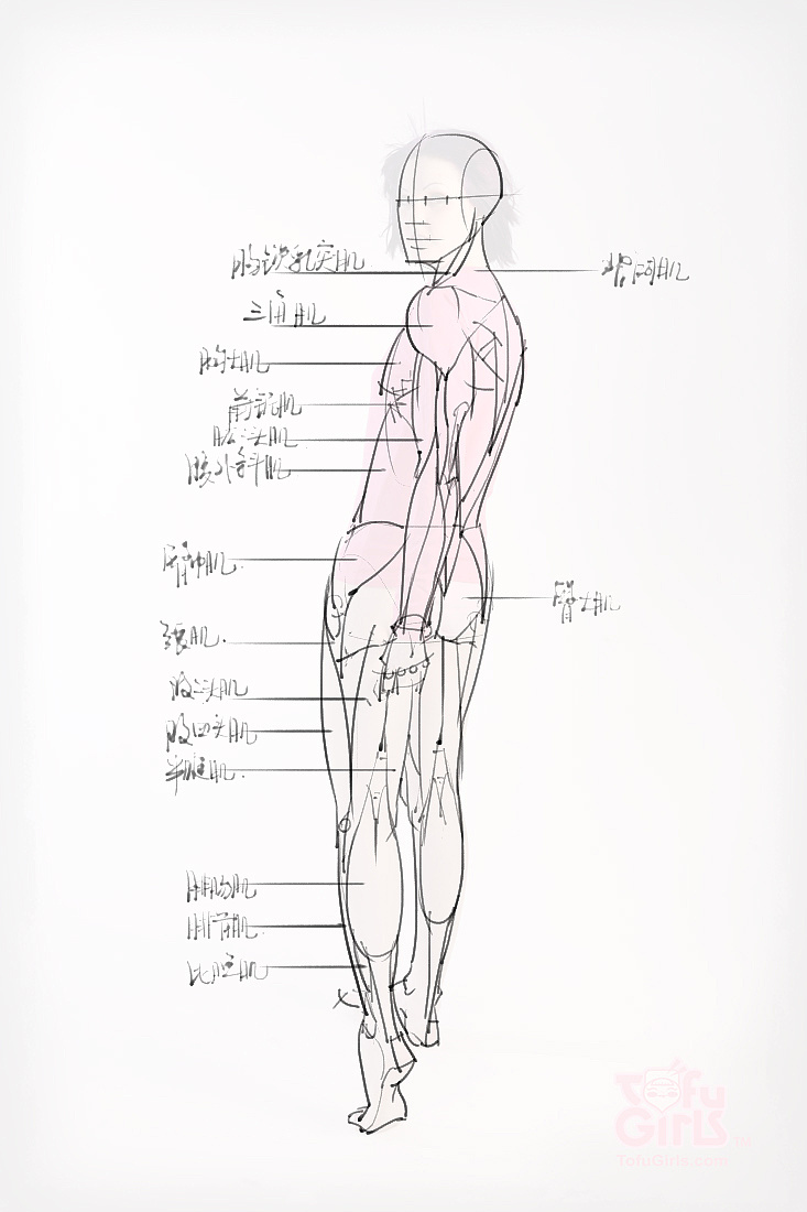 「动漫设计素材」分享一波绘画专用人体解剖素材 part 09