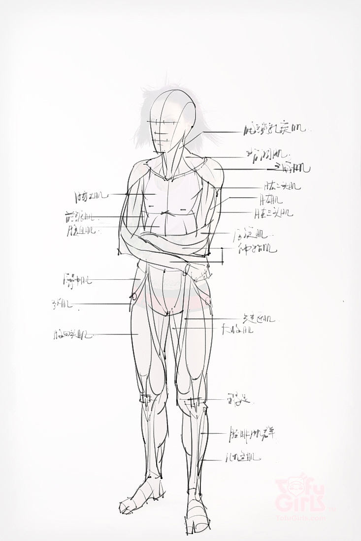 「动漫设计素材」分享一波绘画专用人体解剖素材 part 09