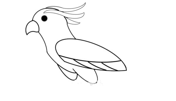 最漂亮的鹦鹉怎么画 彩色鹦鹉简笔画步骤图解教程