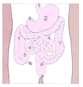 消化道示意图，1.食道 2.胃 3.十二指肠 4.小肠 5.盲肠 6.阑尾 7.大肠 8.直肠 9.肛门