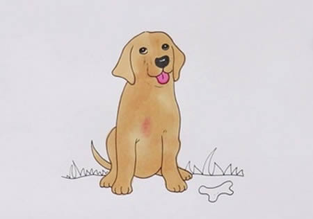 拉布拉多犬怎么画简笔画步骤图解