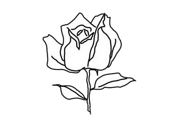 玫瑰花简笔画简单又漂亮