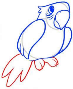 一步一步教画鹦鹉,儿童画鹦鹉简笔画图片大全