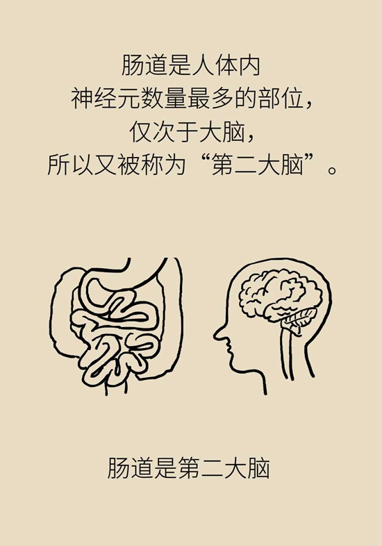 肠道健康医学动漫制作