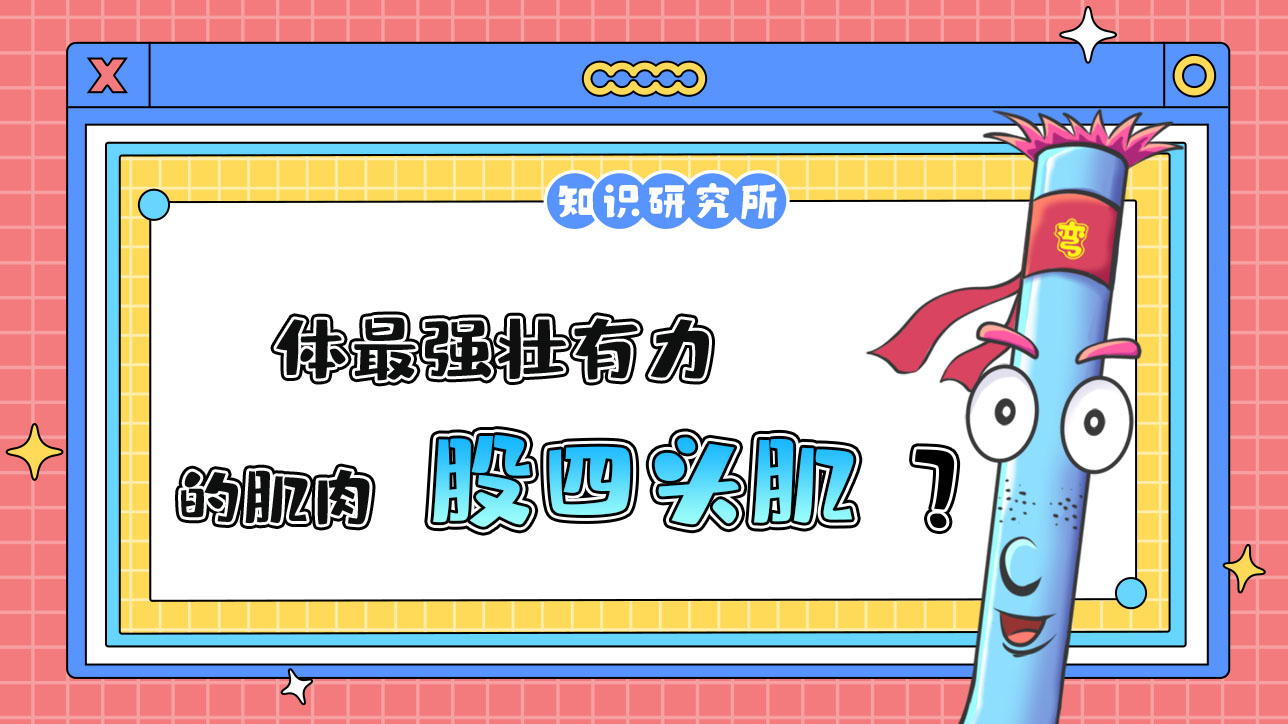 人体最强壮有力的肌肉是谁呢？.jpg